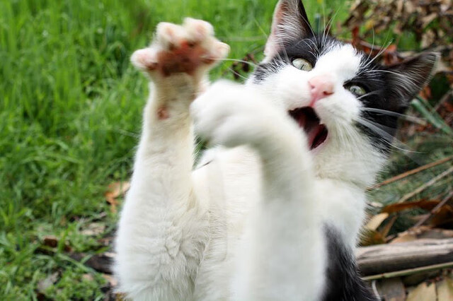 KAIYUNAPP-主力轮换带来的战术多样性解析，主力轮换带来的战术多样性解析是什么  第3张